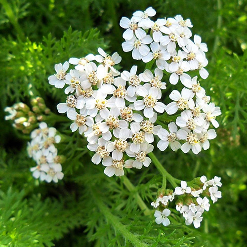 Achillée millefeuille