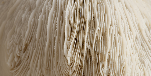Champignons