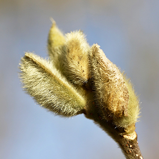 Macerats de bourgeons