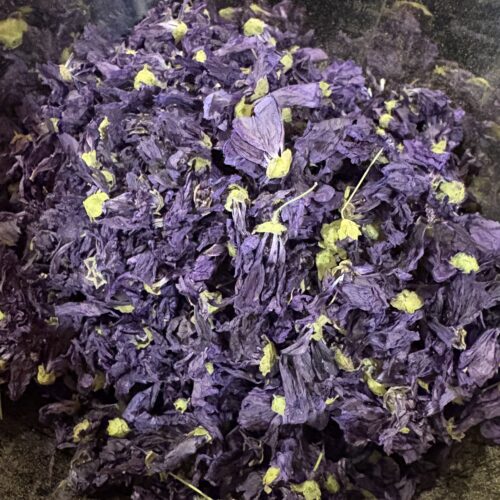 Mauve sylvestre