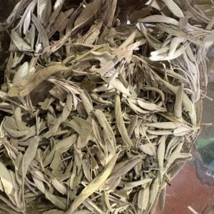 Sauge officinale