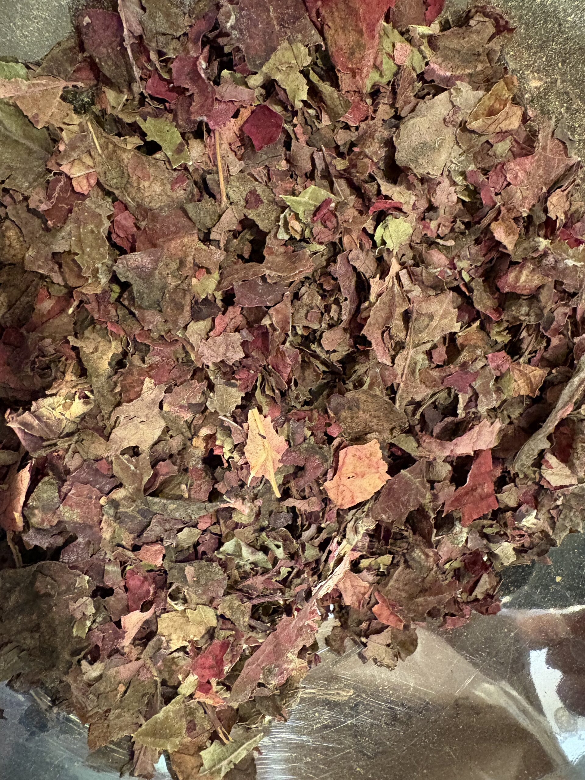 Vigne rouge – Image 2