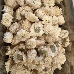 Camomille romaine