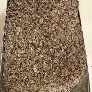 Aneth Bio (graines)