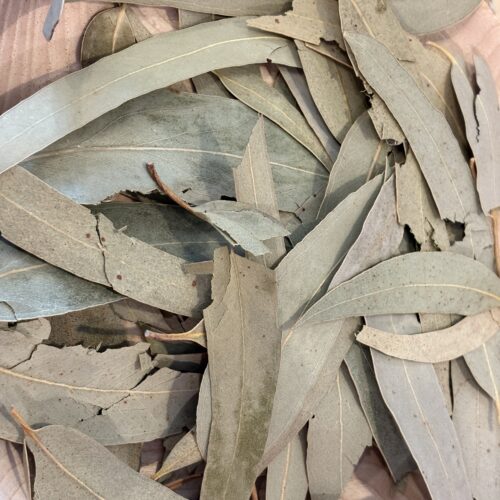 Eucalyptus (feuilles)