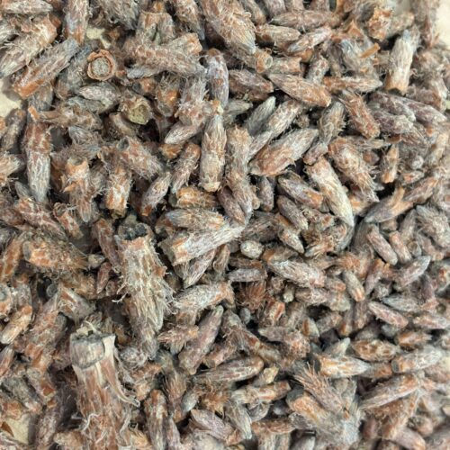 Pin sylvestre Bio