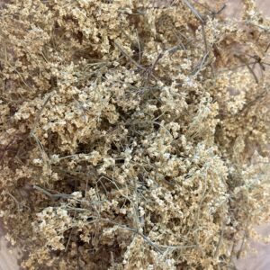 Sureau (fleurs) Bio