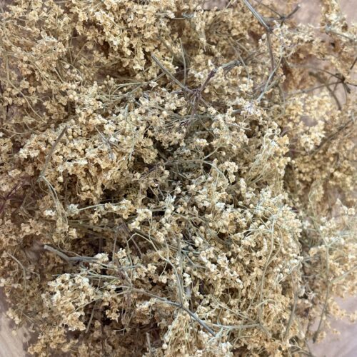Sureau (fleurs) Bio