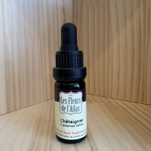 Châtaigner - Sweet Chestnut - Fleur de l'Atlas