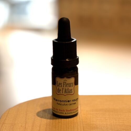 Marronnier rouge - Red chestnut - Fleur de l'Atlas